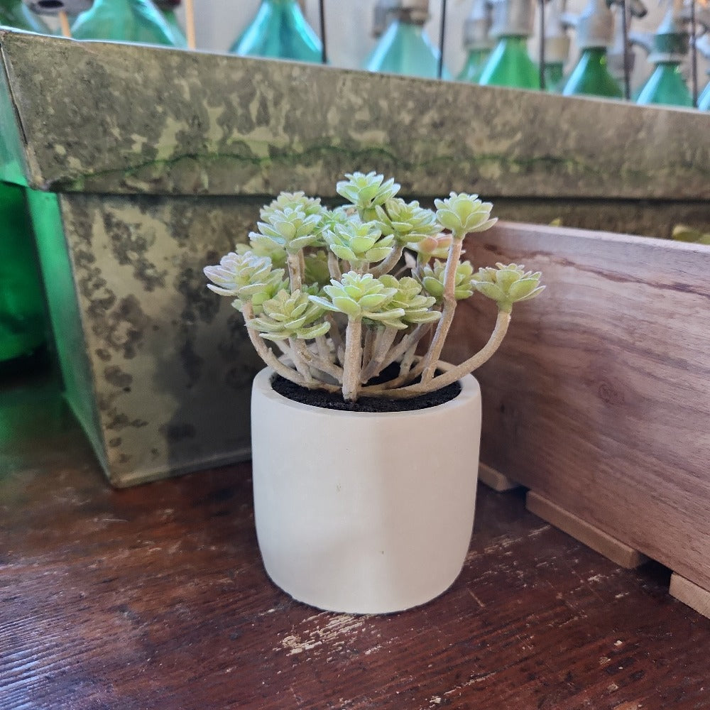 Dusty Succulent in White Pot