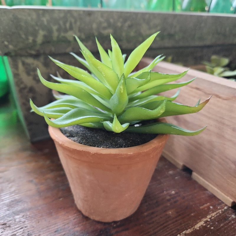 Terracotta Succulent