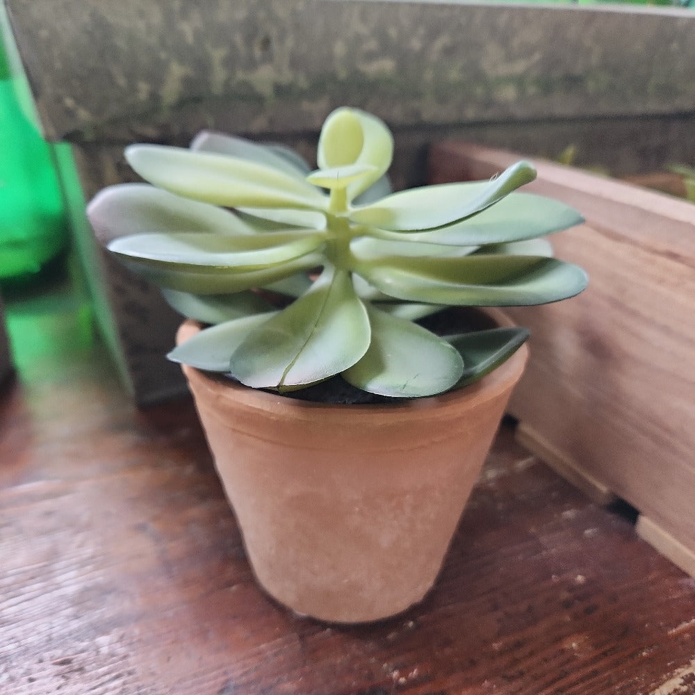 Terracotta Succulent