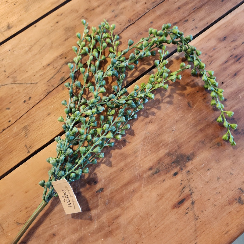 Hanging Seed Vine