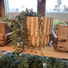 Hanging Seed Vine