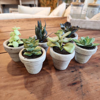 Mini Potted Succulent