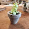 Mini Potted Succulent