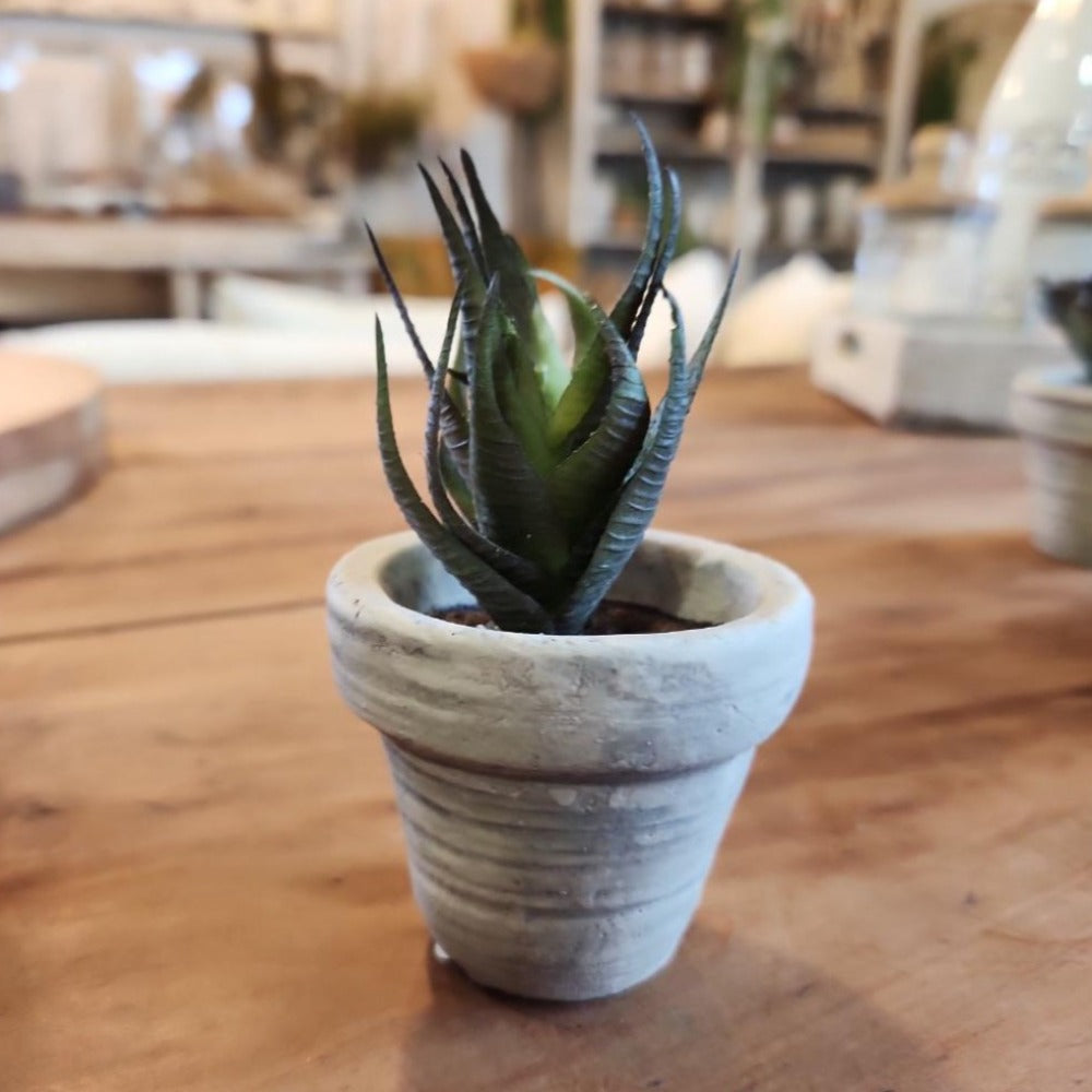 Mini Potted Succulent