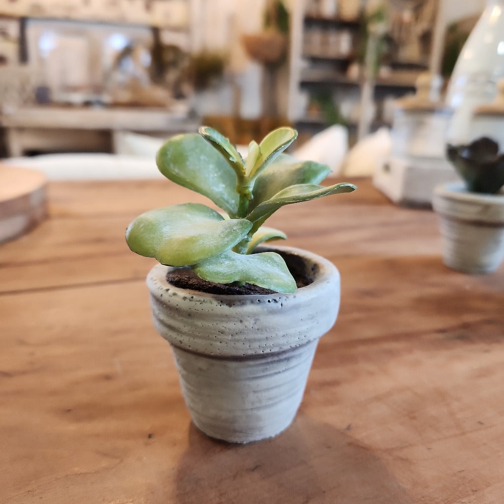 Mini Potted Succulent