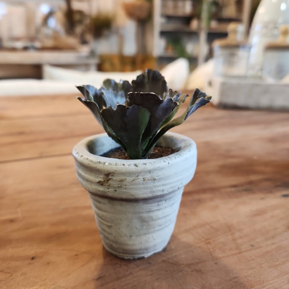 Mini Potted Succulent