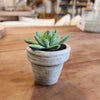 Mini Potted Succulent