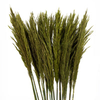 36" Plume Reed Bundle