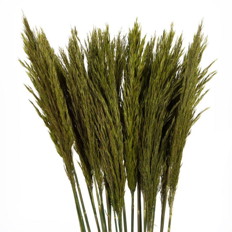 36" Plume Reed Bundle
