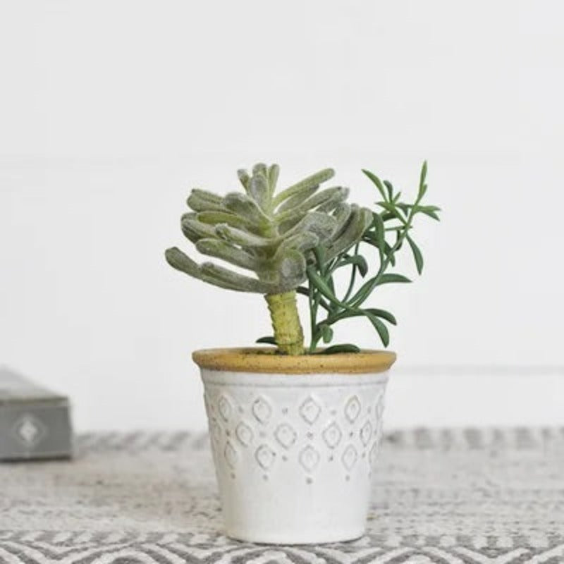 Succulent Mix Pot