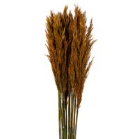 36" Plume Reed Bundle