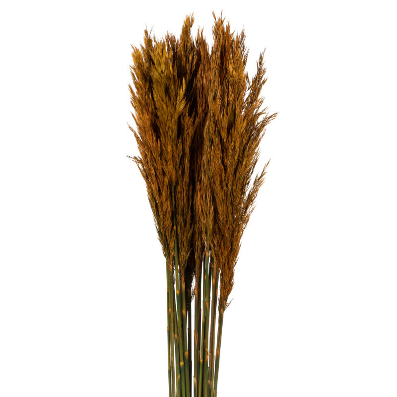 36" Plume Reed Bundle