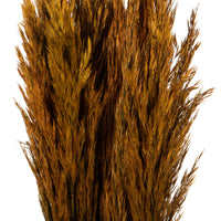 36" Plume Reed Bundle