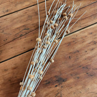 Dried Ting Wood Bead Bundle