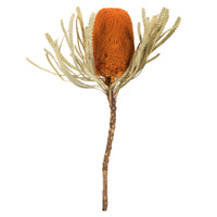 Jumbo Banksia Flower
