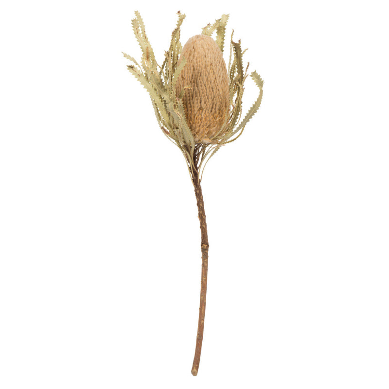Jumbo Banksia Flower
