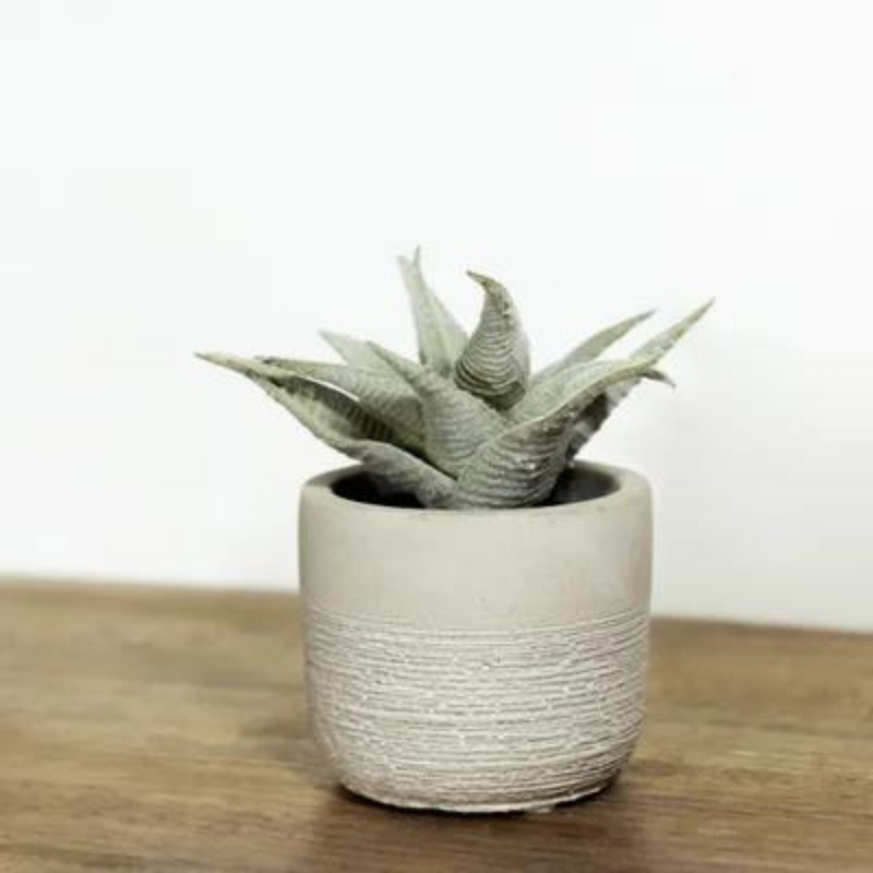 Aloe in Cement Pot*