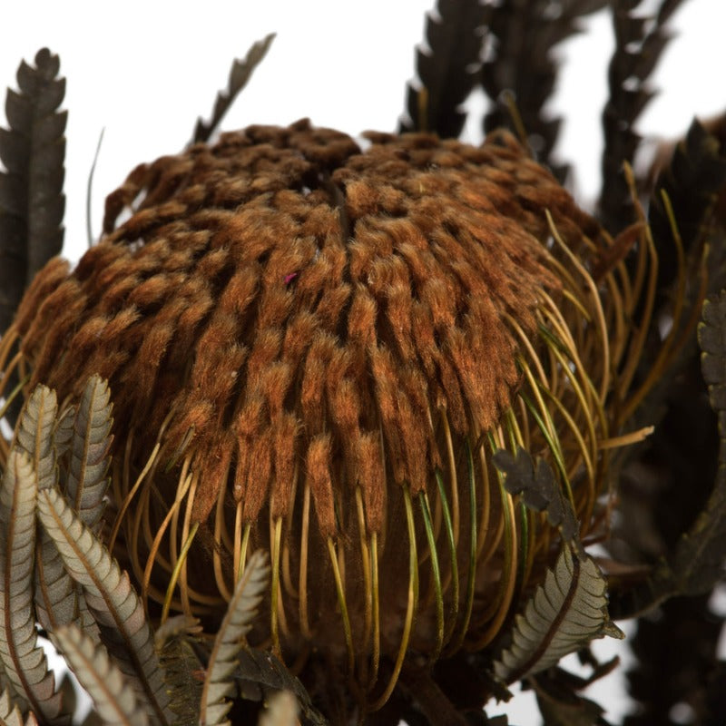 Autumn Banksia Bundle