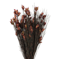 bell-grass-with-seed-pod-merlot-short