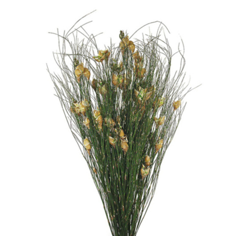 bell-grass-with-seed-pod-natural-short_1