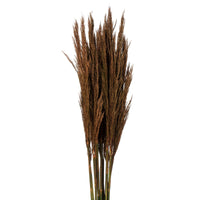 36" Plume Reed Bundle