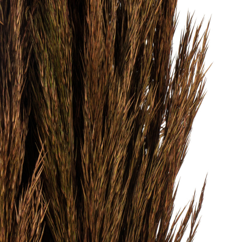 36" Plume Reed Bundle