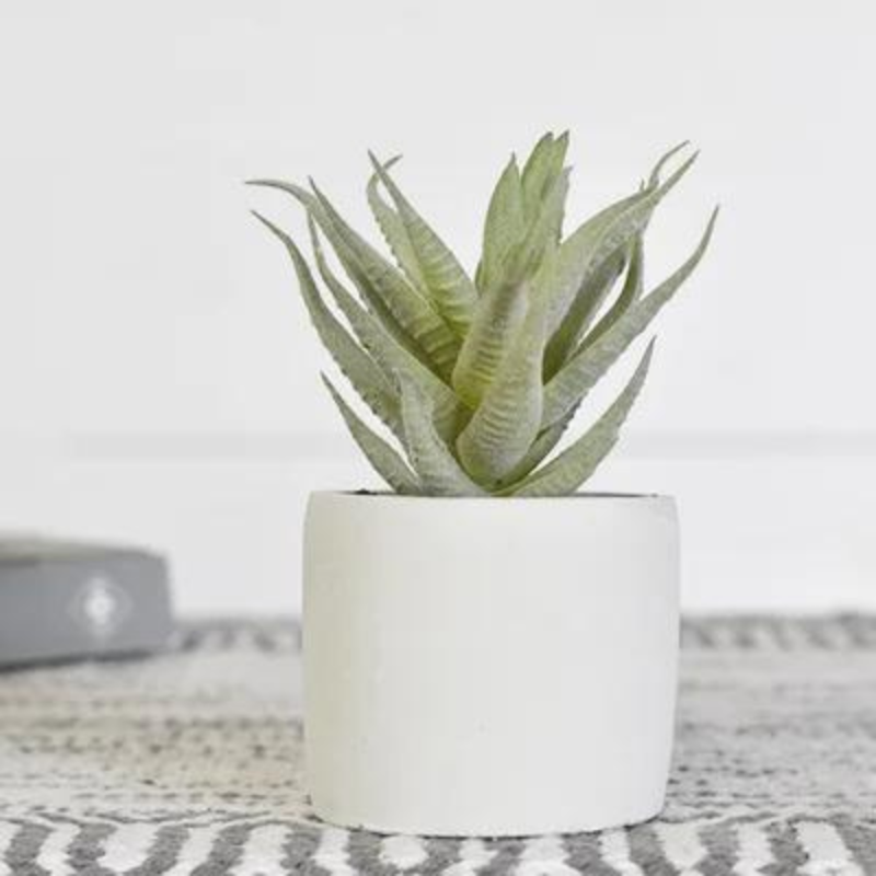 Dusty Aloe in Pot
