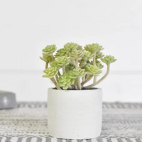 Dusty Succulent in White Pot