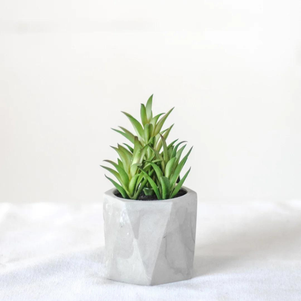 Succulent in Geometric Pot