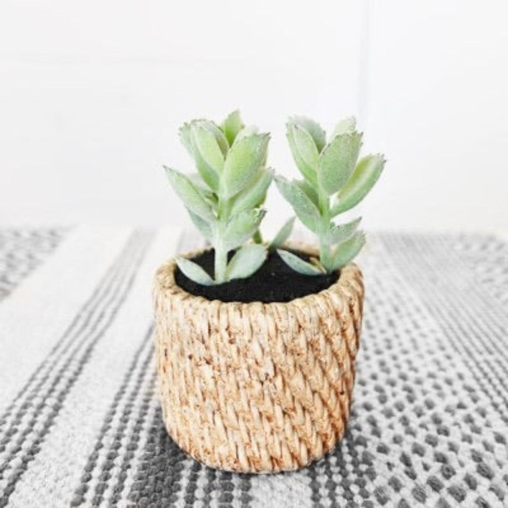 Basket Weave Succulent