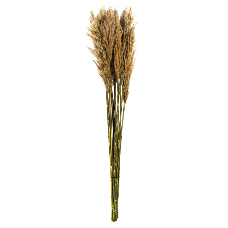 36" Plume Reed Bundle