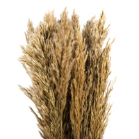 36" Plume Reed Bundle