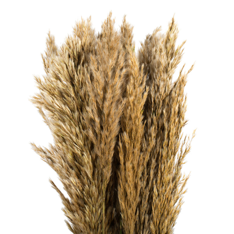 36" Plume Reed Bundle