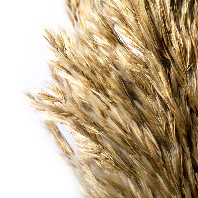 36" Plume Reed Bundle