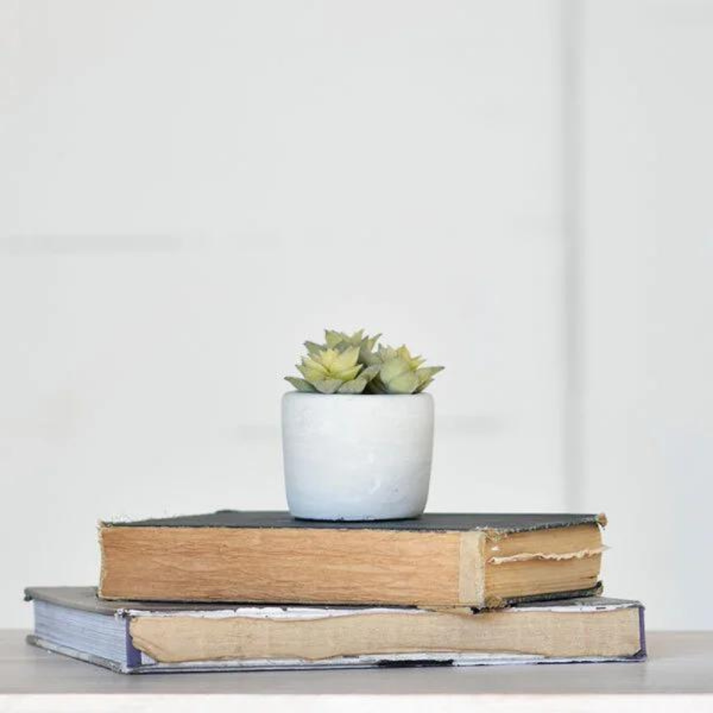 Succulents in Pot