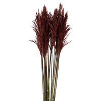 36" Plume Reed Bundle