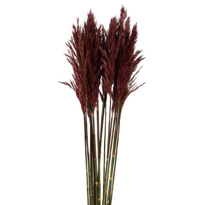 36" Plume Reed Bundle