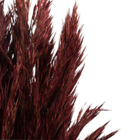 36" Plume Reed Bundle