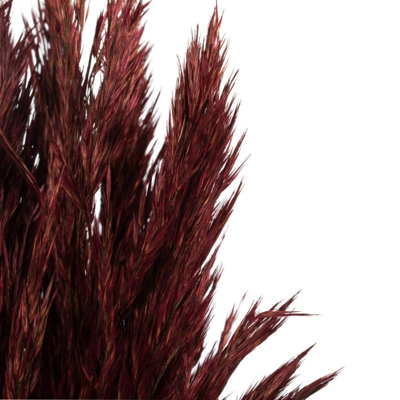 36" Plume Reed Bundle