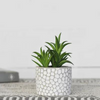Succulent in White Mosaic Pot
