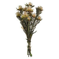 Dried Plumosum Bundle