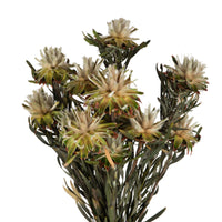 Dried Plumosum Bundle