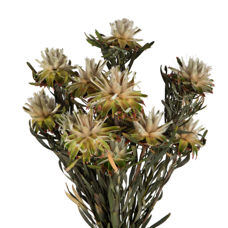 Dried Plumosum Bundle