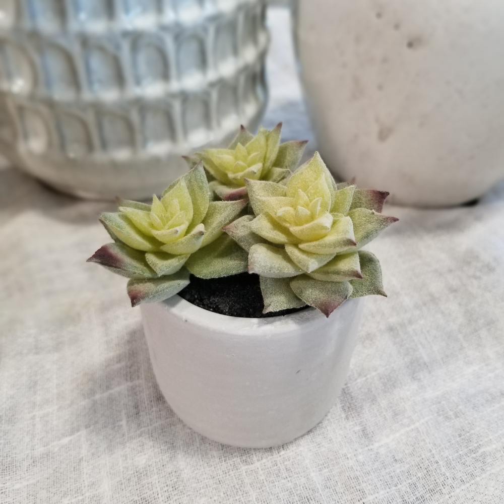 Succulents in Pot