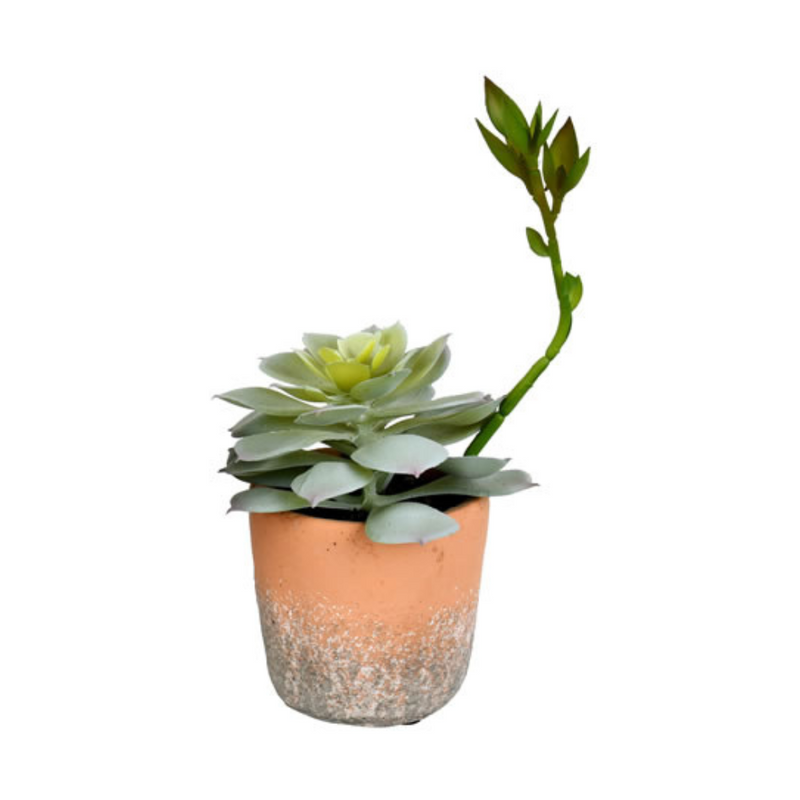 succulent plant 4