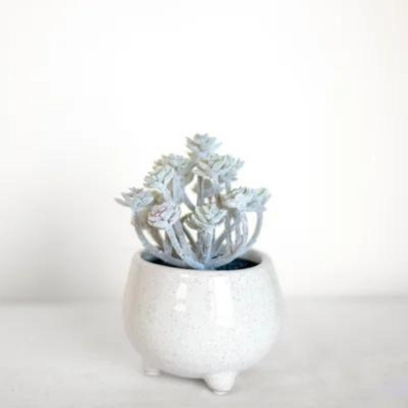 Succulent in Footed Pot