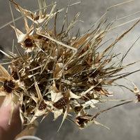 tulip-star-grass-natural